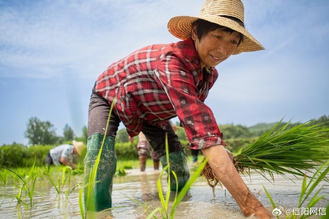 插秧法新解：科技界的匠心独运！