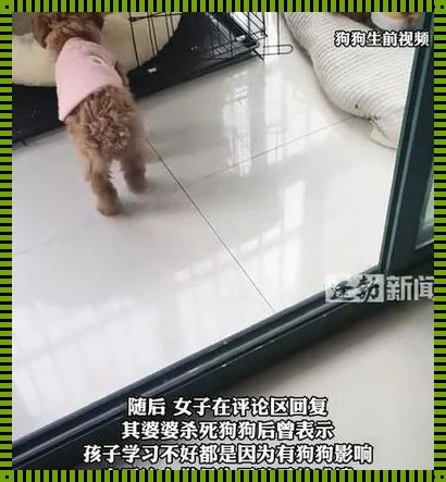 “狗血洒科技圈，‘犬’力抗‘婆’心”