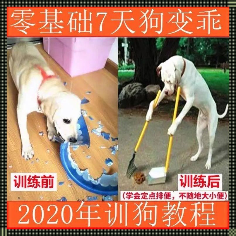 ZOOMSERVO兽狗：科技狂潮中的异类奇兵