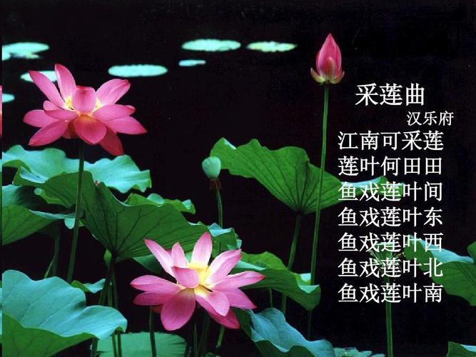 《夜半荷花开，科技界的“昙花一现”还是“笑傲江湖”》