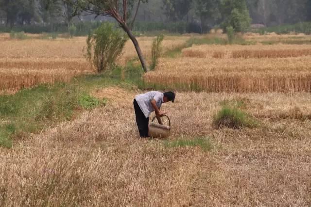 《耕地韵律：孕育新纪元的泥土诗篇》