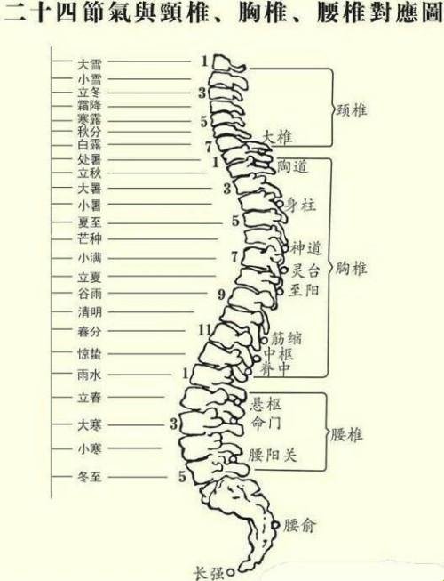 L1，你到底在脊柱的哪一段“混”？