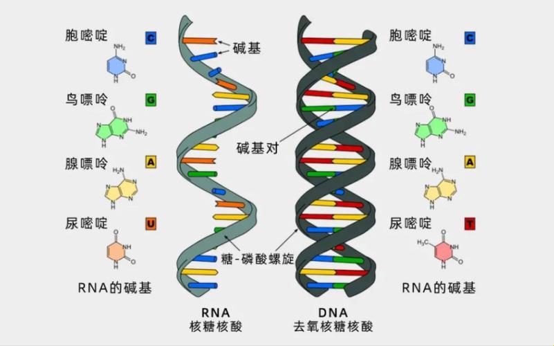 “DNA-RNA杂谈：天外来客，笑看风云”