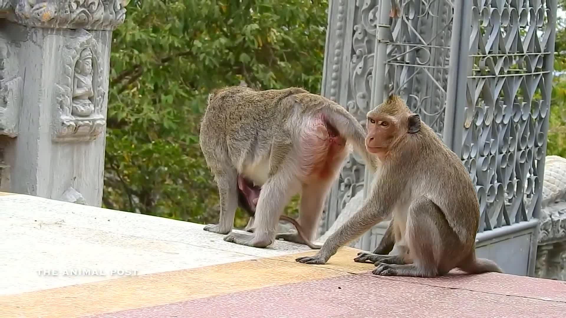 猴子也疯狂：科技圈里的“人猴恋”奇闻