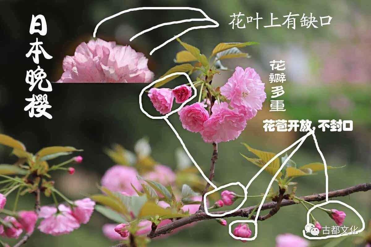 “粉桃与樱花的诡辩：科技圈的新星崛起”