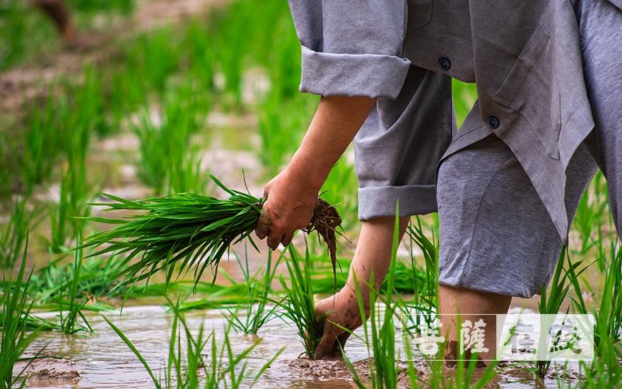 《耕云播雨，笑谈“插秧”炫科技》