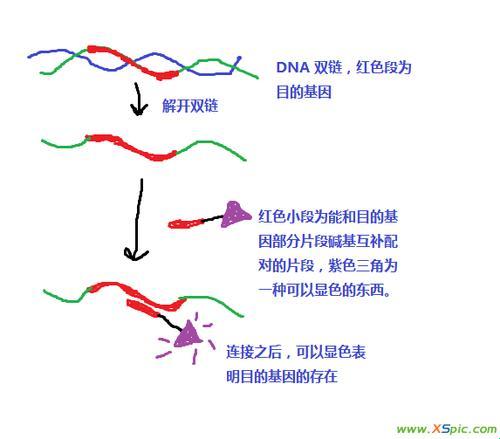 “DNA/RNA杂交，网友热议的‘怪咖’现象！”