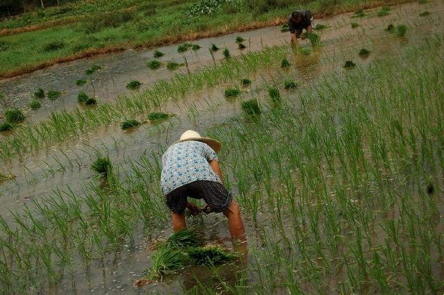 外国情侣“玩泥巴”新境界，网友直呼：这是插秧还是搞艺术？