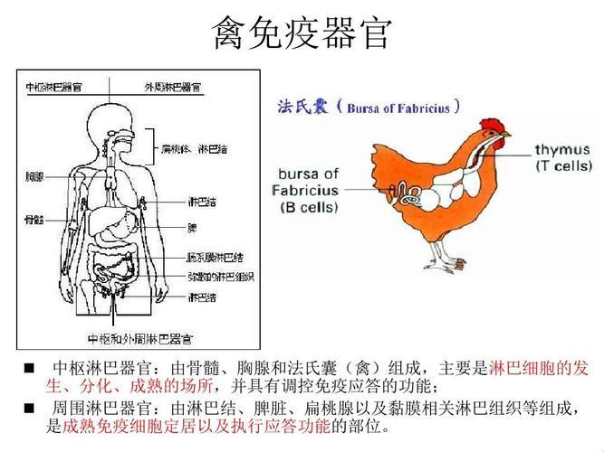 科技江湖，超级肉禽系统笑谈