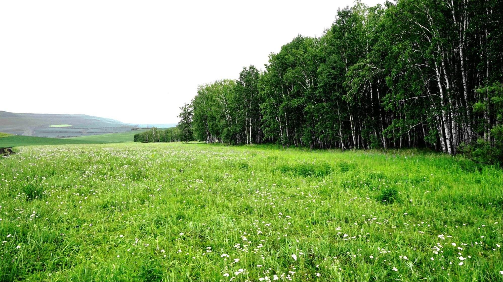 “萋萋草地的新星，诙谐崛起的科技江湖”