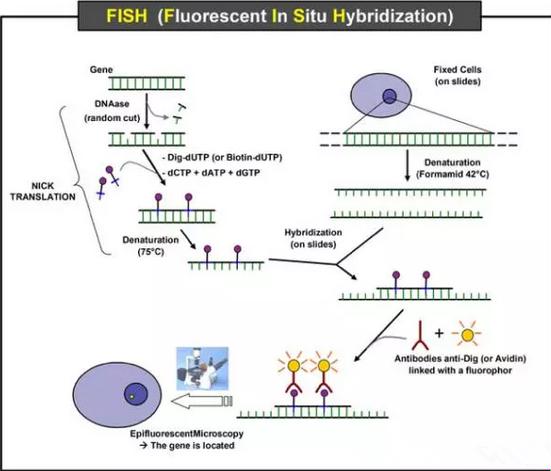 “RnaScope原位杂交”，热点还是炒作？