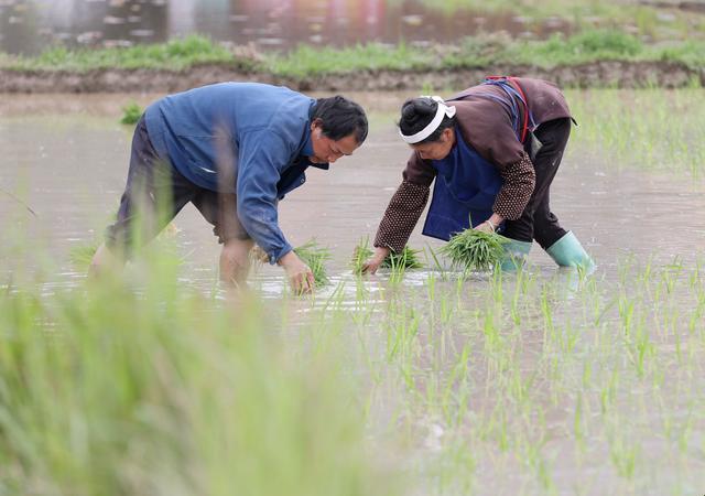 插秧夫妻“秀恩爱”，网友直呼：这是农业科技的新潮流？