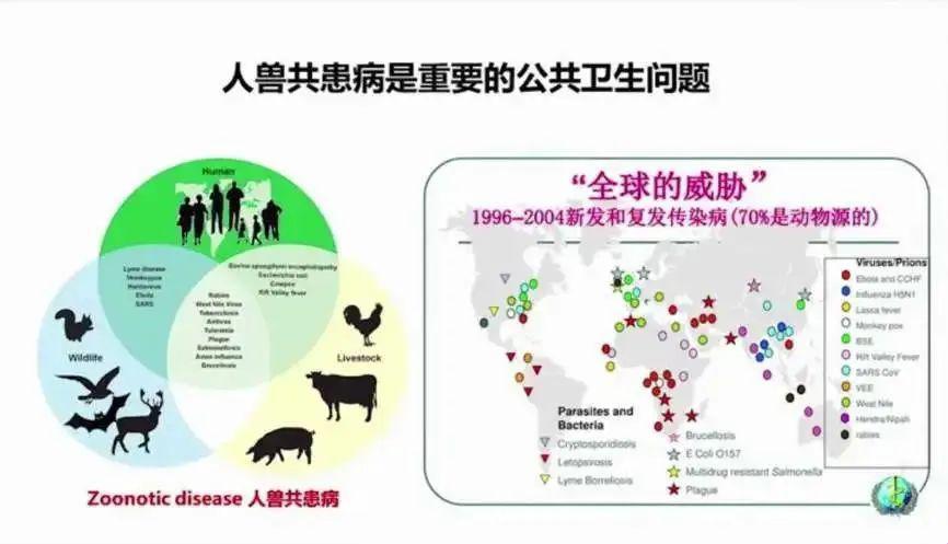 “奇葩共舞，畜禽情深：揭秘人与动物的奇妙共性”