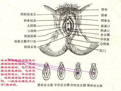 处女膜之谜：科技世界的人体奥妙探险