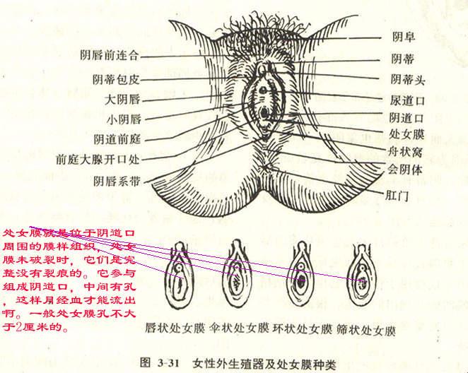 女性阴唇大解密：科技狂潮下的尴尬趣事