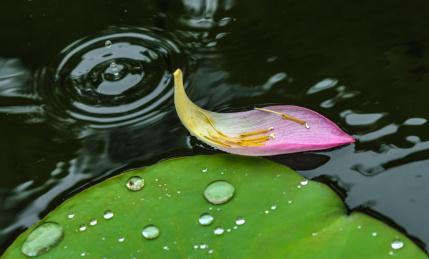 老船雨荷，萌新探趣