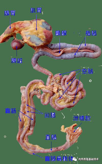 肉禽系统的热潮：科技行业的革新风暴