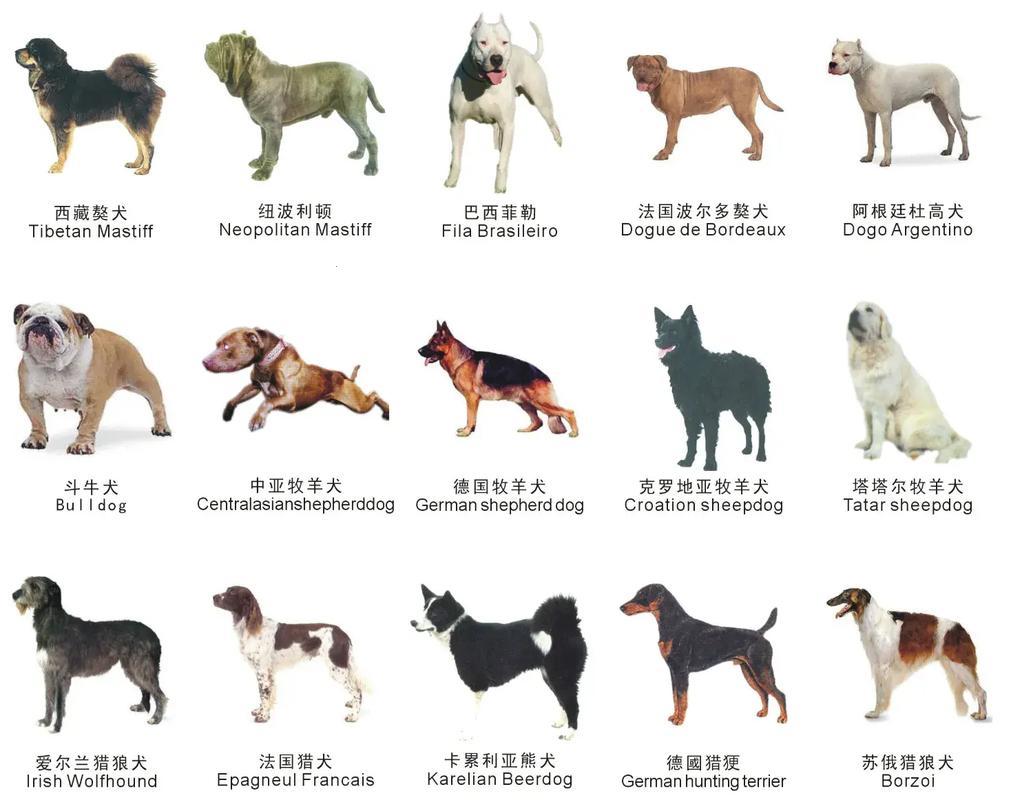 “犬界翘楚，潮科技下的领跑者”