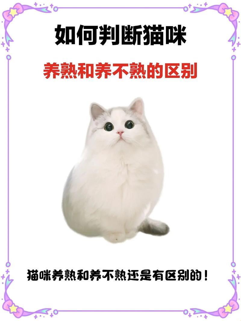 猫咪养不熟的5大忌：揭秘