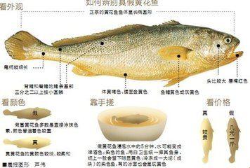 黄鱼小说网站：时尚的领航者还是跟风者？