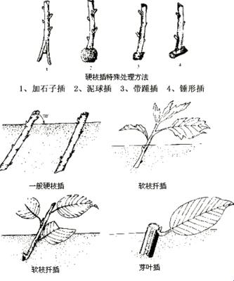 日本72种插花法，网友纷争：谁家花瓶这么壮？