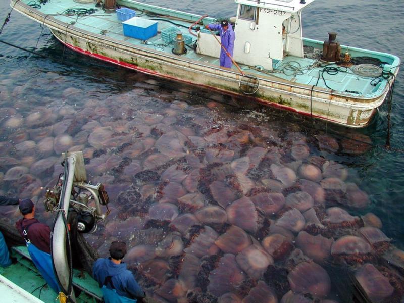 潮起潮落，日本钓鱼狂潮竟引领科技新潮流？