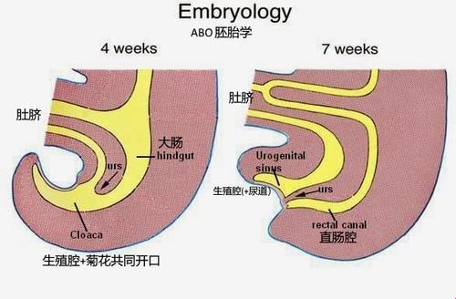 “欧米茄”开裂宇宙，独家奇技！