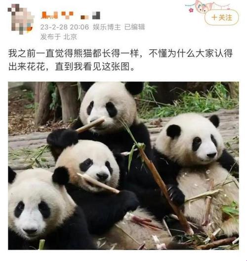 《滚滚红尘，熊猫粉丝的萌战江湖》