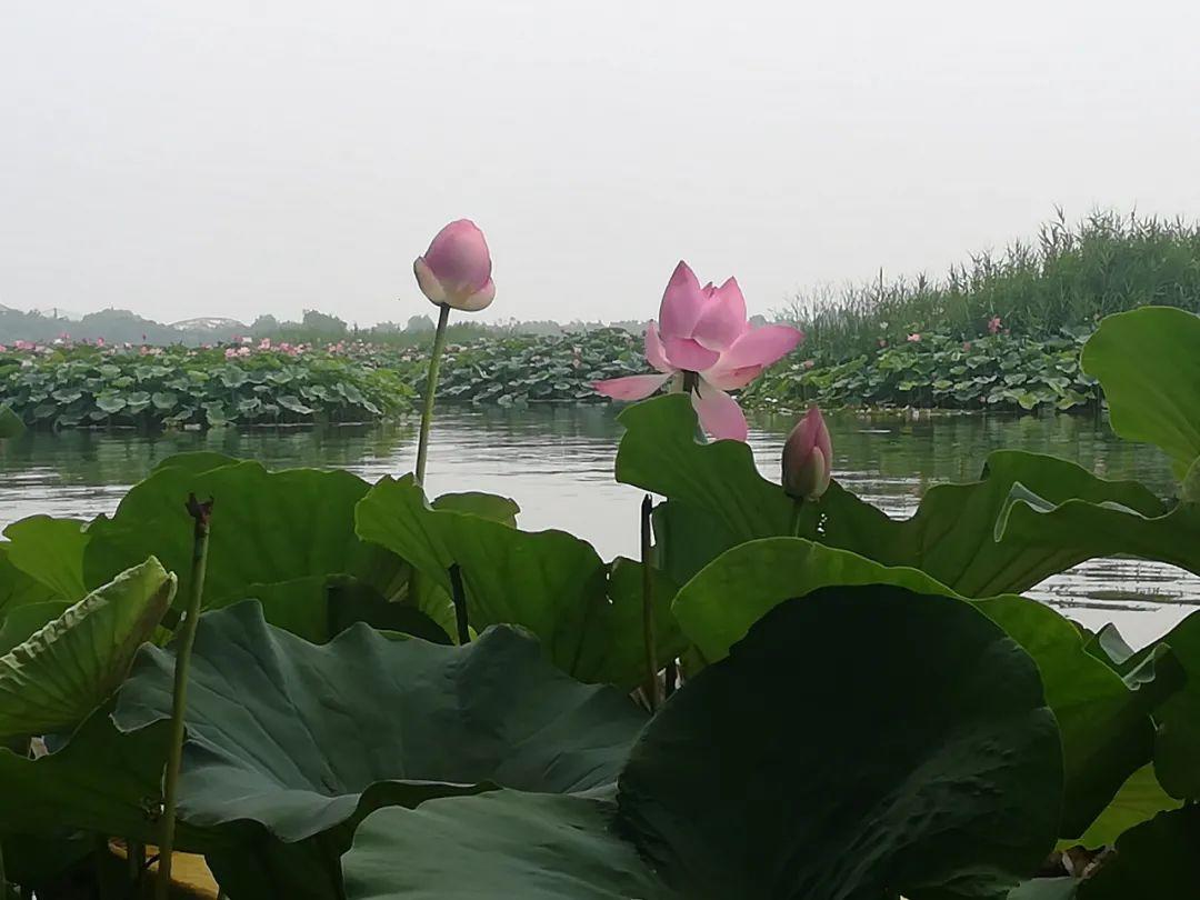 “蔚县莲花池探秘：新星崛起，笑谈科技奇葩！”