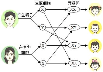 “黄种与白种”染色体大揭秘：妙趣横生