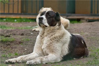 “中亚牧羊犬”听话秘籍：科技潮流里的笑话