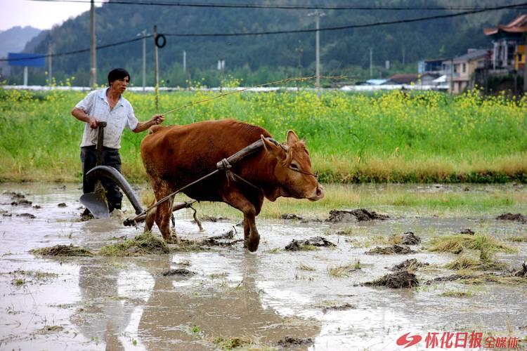 黑土地，科技界的滑铁卢？