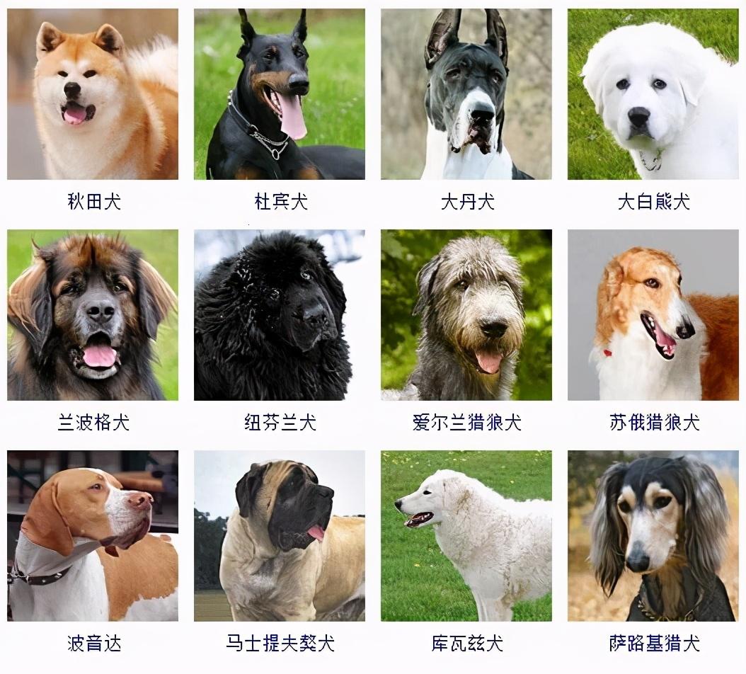 “十大犬种”科技新潮？笑谈“汪星人”的AI盛宴