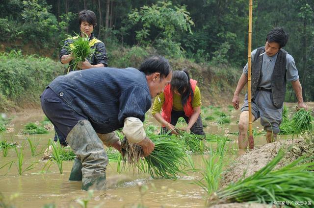 72插秧图鉴：网友戏谑大比拼，科技田里的搞笑奇观