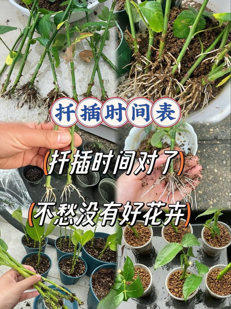 日本72种插花法，网上热议的奇葩焦点