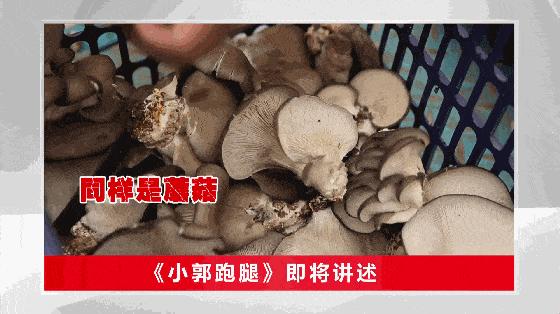 “蘑菇哥”狂潮来袭，科技圈谁与争锋！